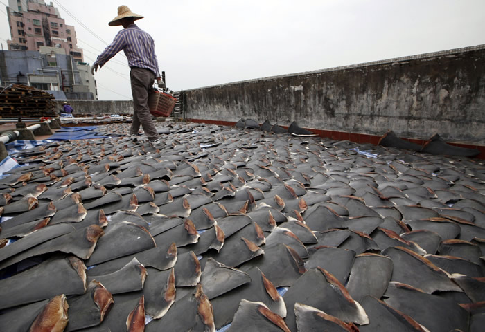 全世界第2爱吃鱼翅!加拿大政府宣布:要保护鲨鱼不准再进口